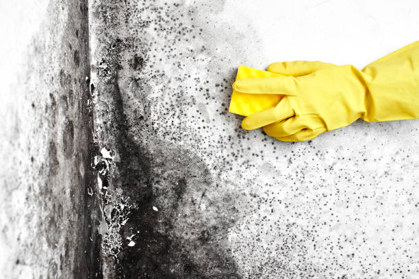 Best Mold Odor Removal Services  in Simpsonville, KY