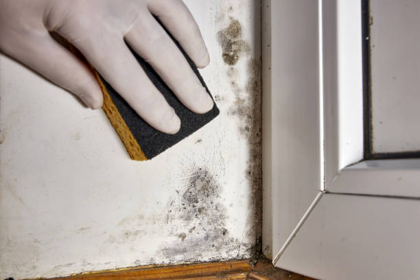 Best Water Damage & Mold Remediation  in Simpsonville, KY